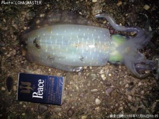 �����ꥤ��