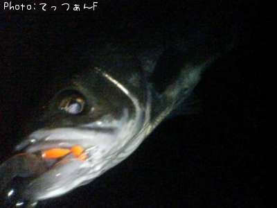 �ۥ�������