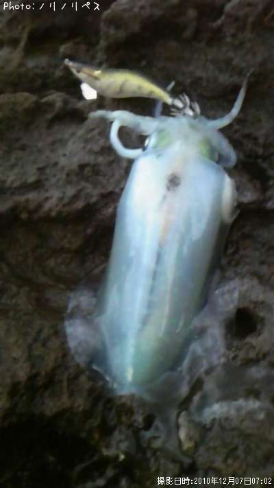 �����ꥤ��