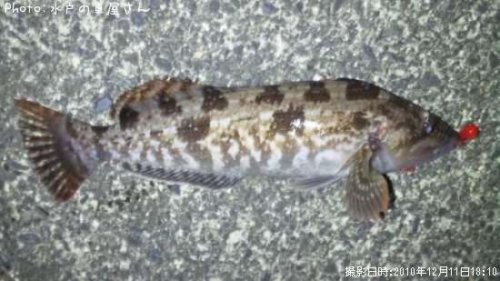 �����ʥ�