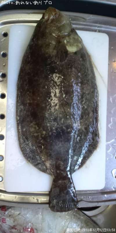 �ʥ᥿���쥤