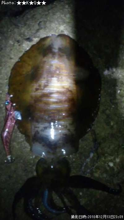 �����ꥤ��