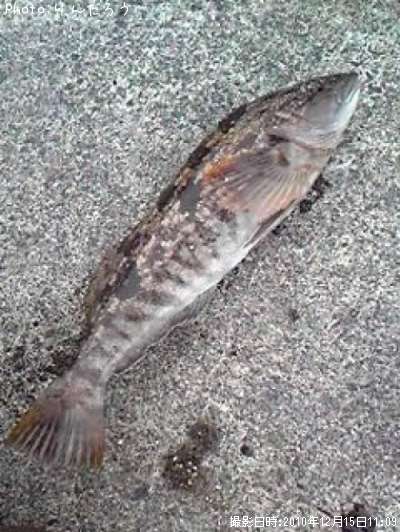 �����ʥ�