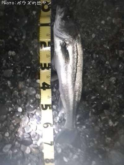 �ޥ륹����