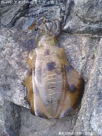 �����ꥤ��