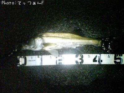 �ޥ륹����