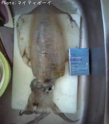 �����ꥤ��