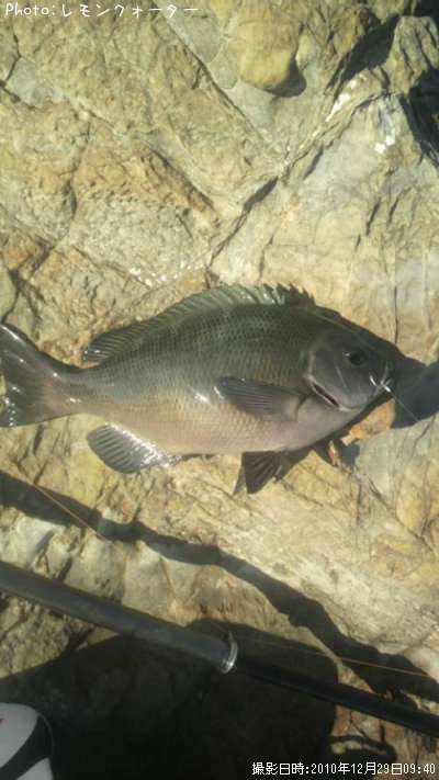 �ǥ��᥸��