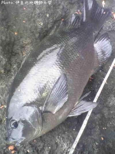 �����᥸��