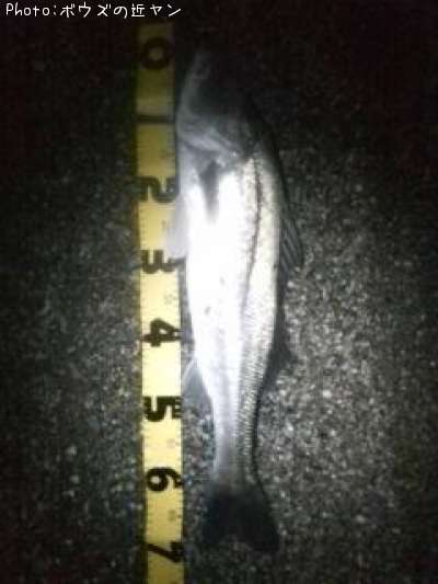 �����ꥯ������