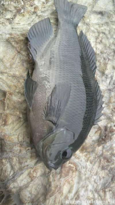 �ӥå���᥸��