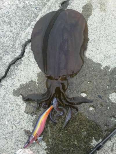 �����ꥤ��