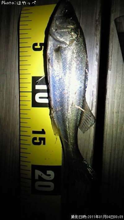 �����Х�