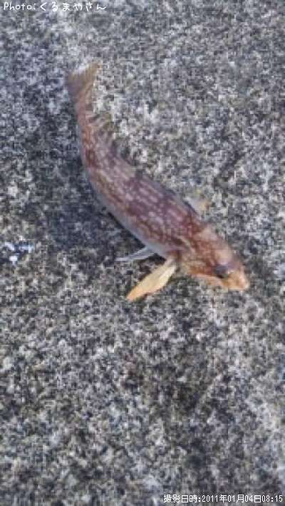 �����ʥ�