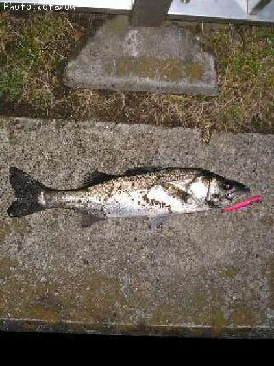 �����Х�