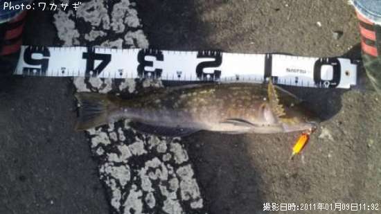 �����ʥ�