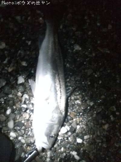 �ޥ륹����