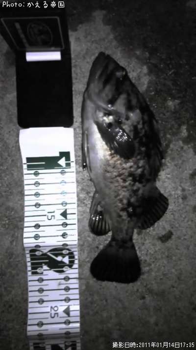 ��̿�Ρĥ���������