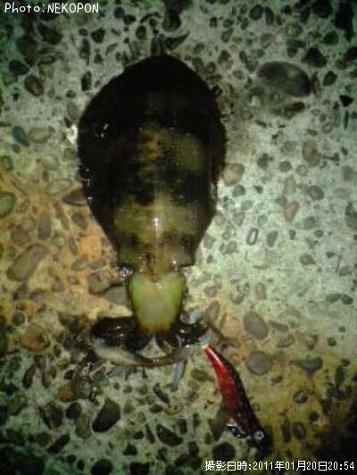 �����ꥤ��