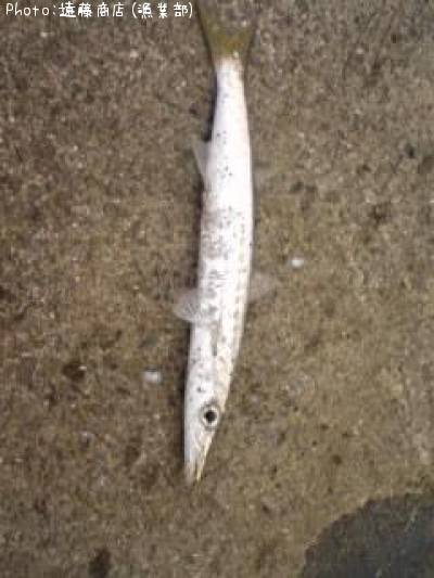 ���ޥ���