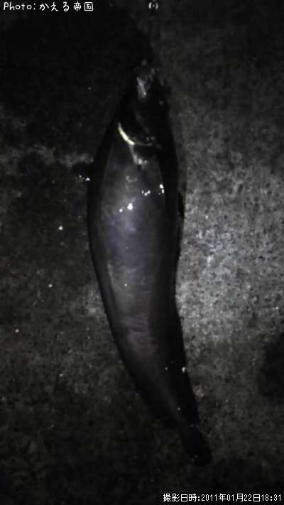 �������������ʥ�