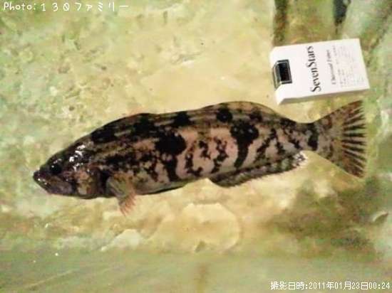 �����ʥ�