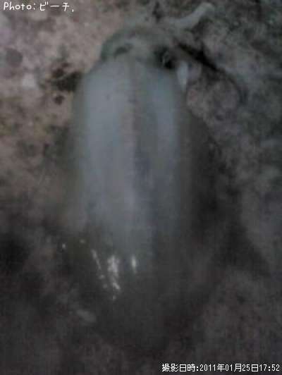 �����ꥤ��