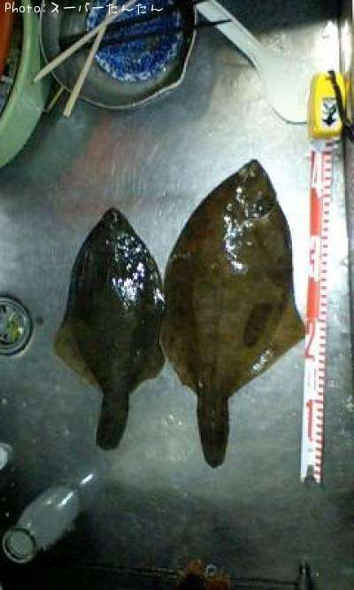 �ʥ᥿���쥤