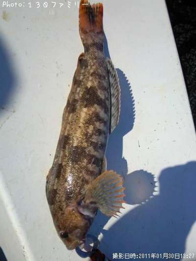 �����ʥ�