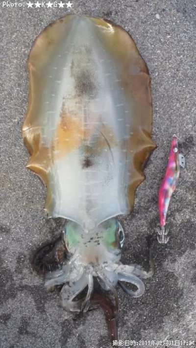 �����ꥤ��