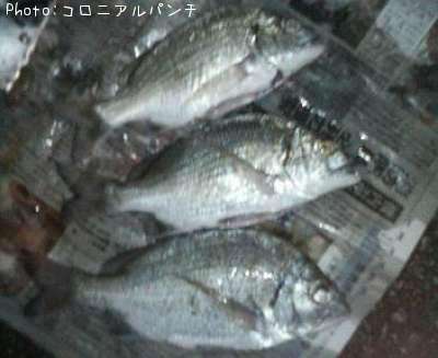 ���̡ʥ����̡�