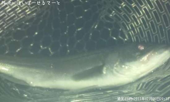 �����Х�