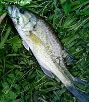 �֥�å��Х�