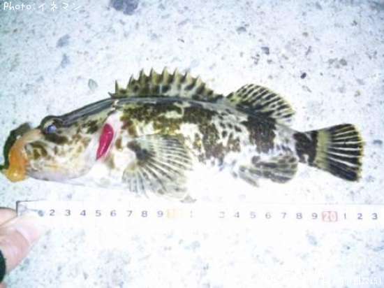 �����Υ���Х�