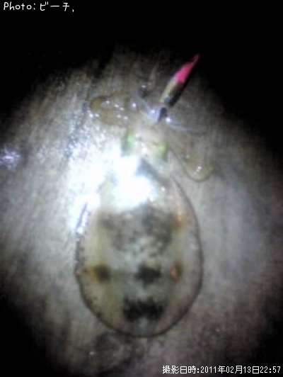 �����ꥤ��