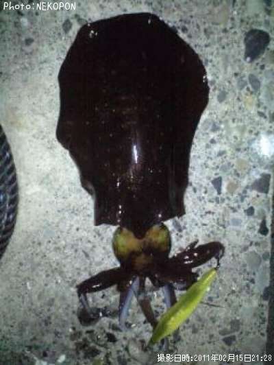 �����ꥤ��