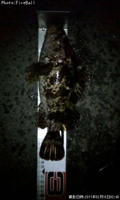 �٥å�������