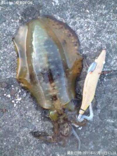 �����ꥤ��