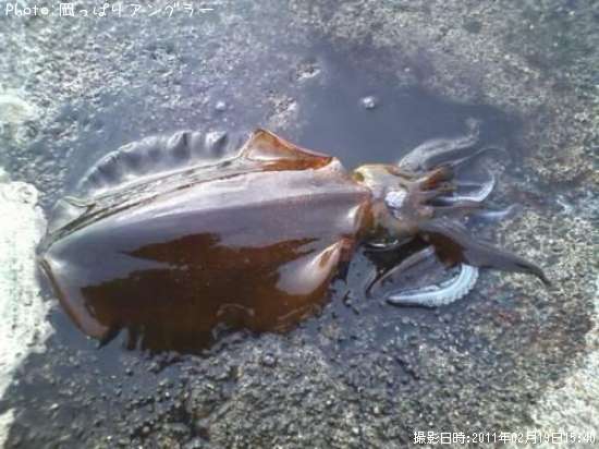 �����ꥤ��