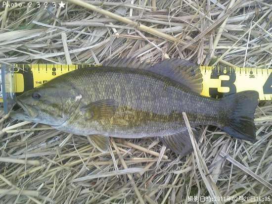 ���⡼��ޥ����Х�