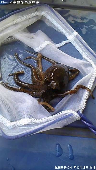 ���������ä�