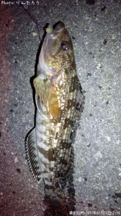 �����ʥ�