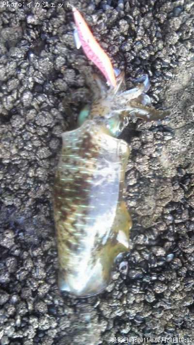 �����ꥤ��