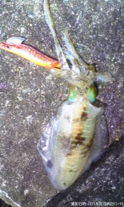 �����ꥤ��