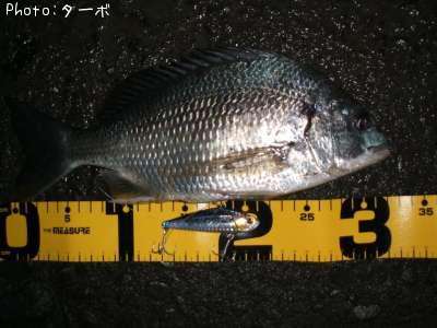 ���ӥ����