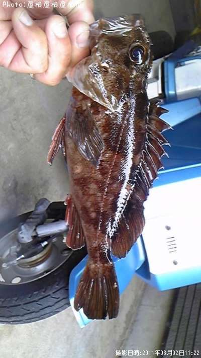 �����������ã