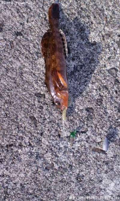 �����ʥ�