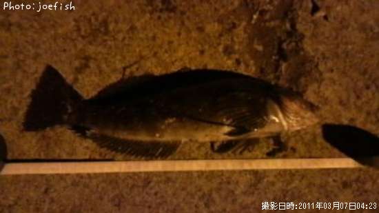 �����ʥ�