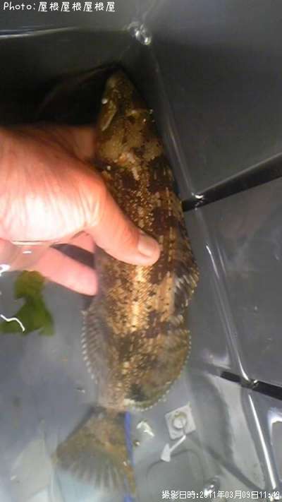 �����ʥ�����