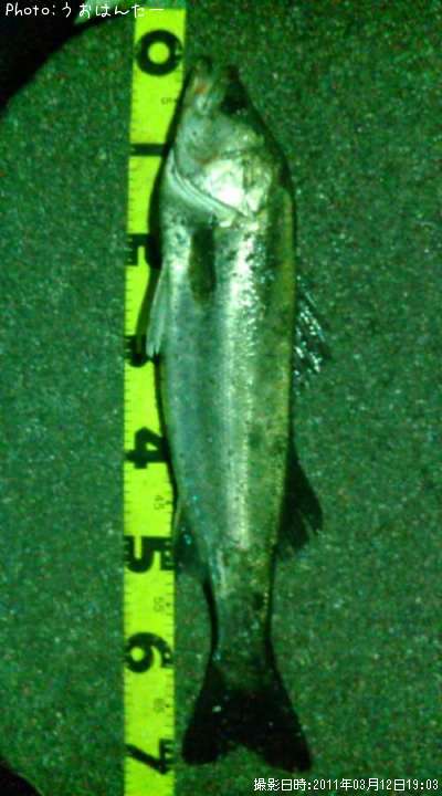 �����Х�